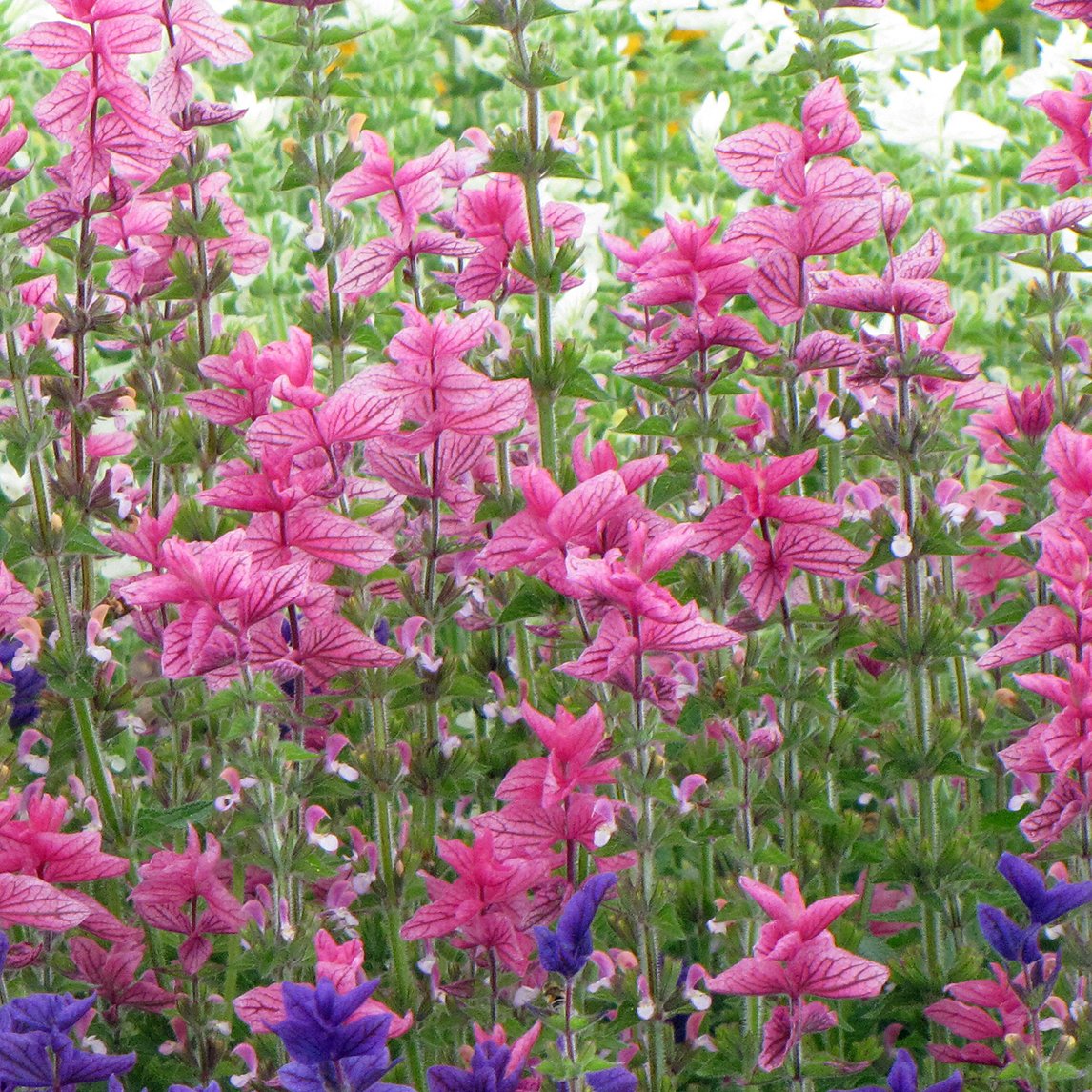 Salvia &#39;Pink Sundae&#39;