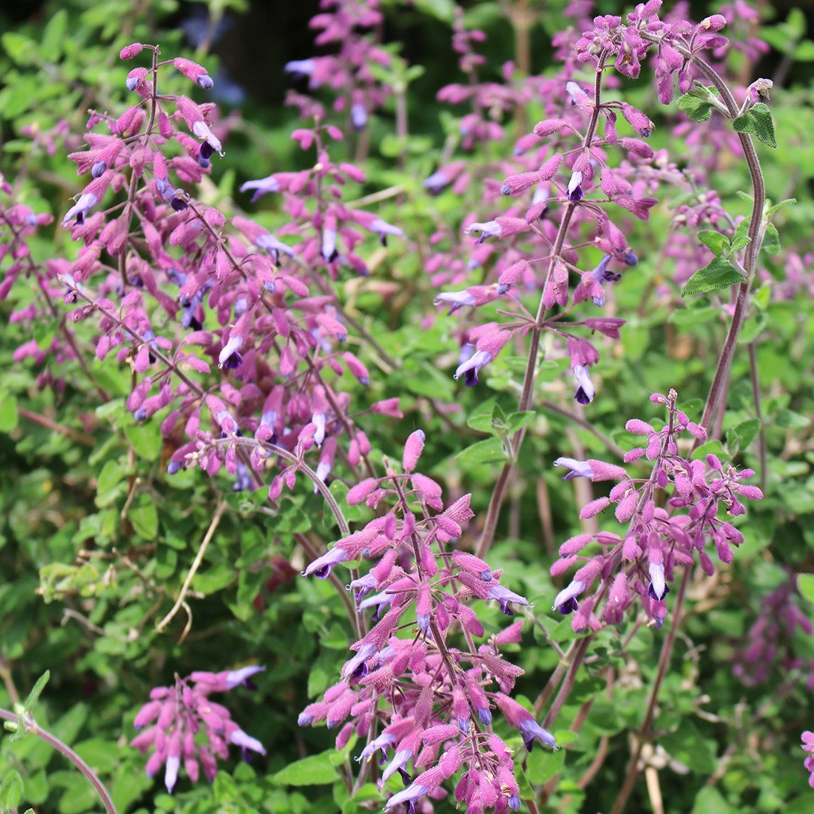 Salvia semiatrata