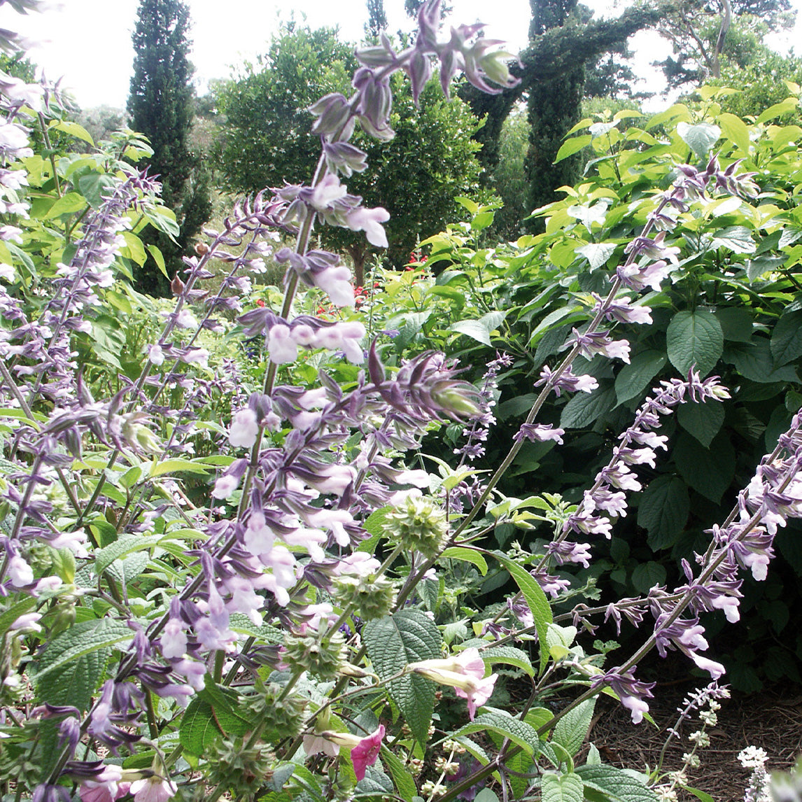 Salvia 'Phyllis Fancy'