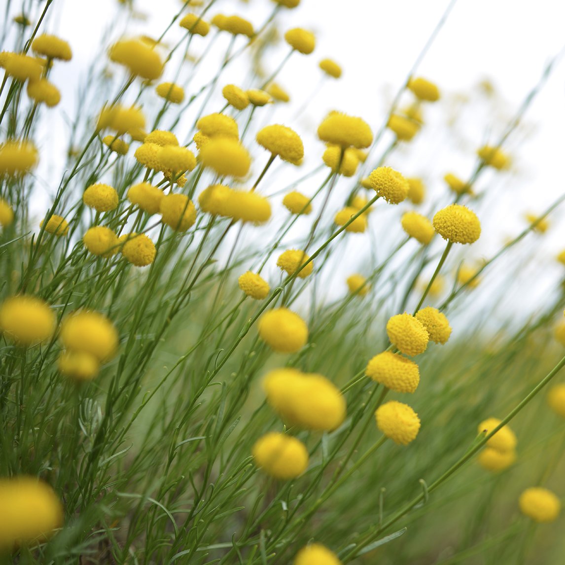 Santolina rosmarinifolia 'Primrose Gem'