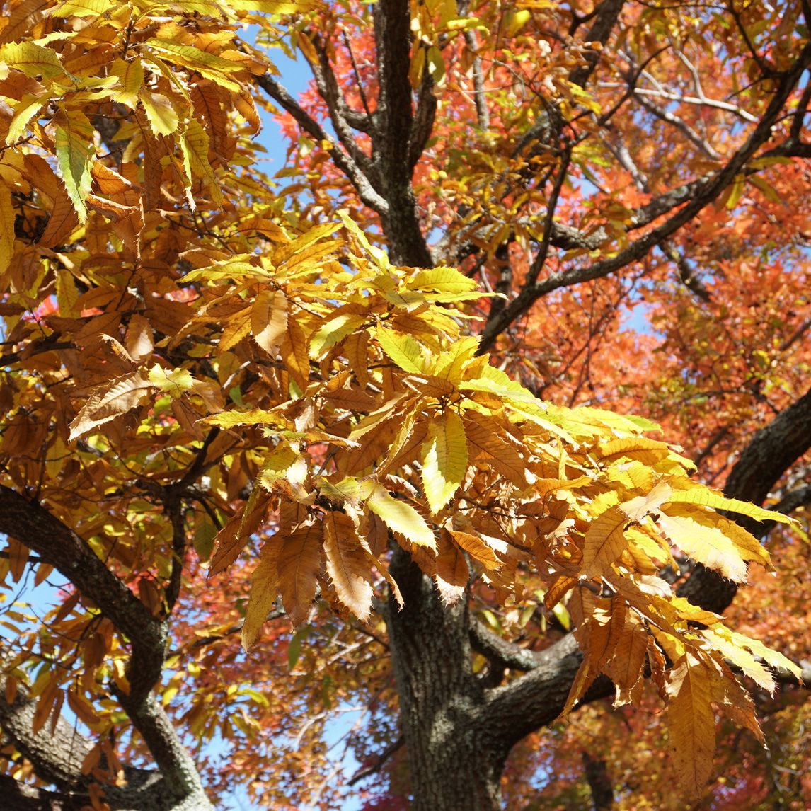 Sawtooth Oak