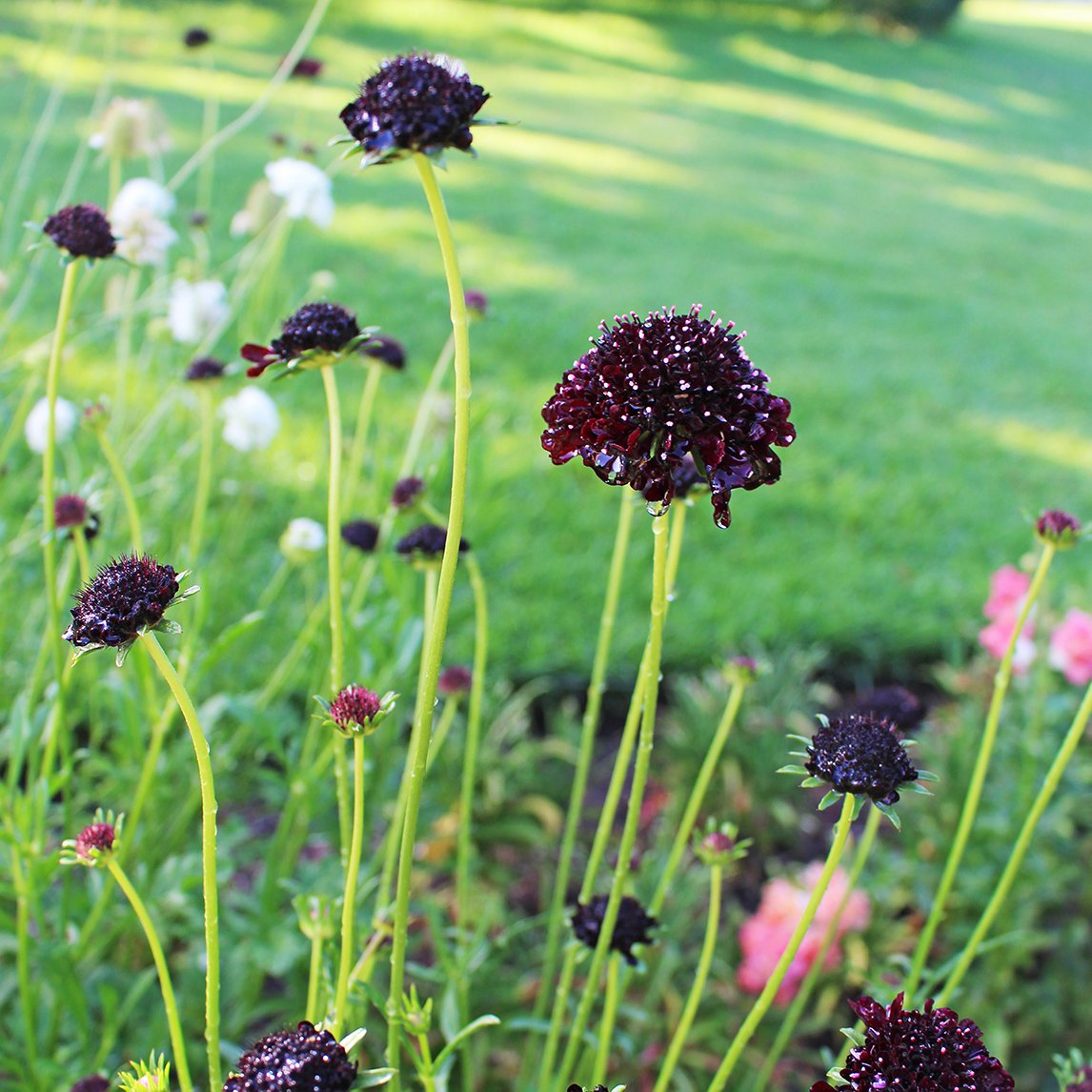 Scabiosa ‘Black Knight’