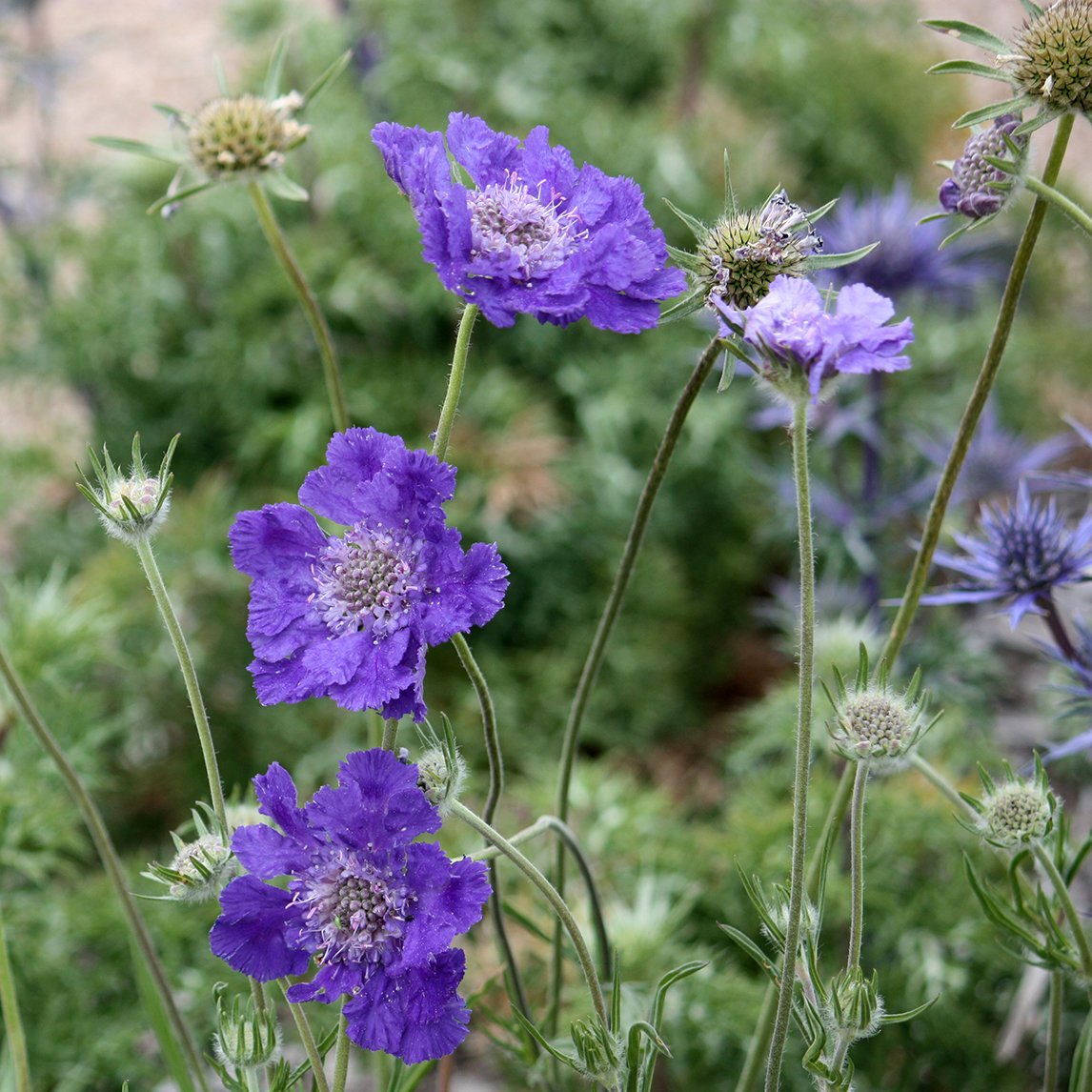 Scabiosa 'Fama Deep Blue'