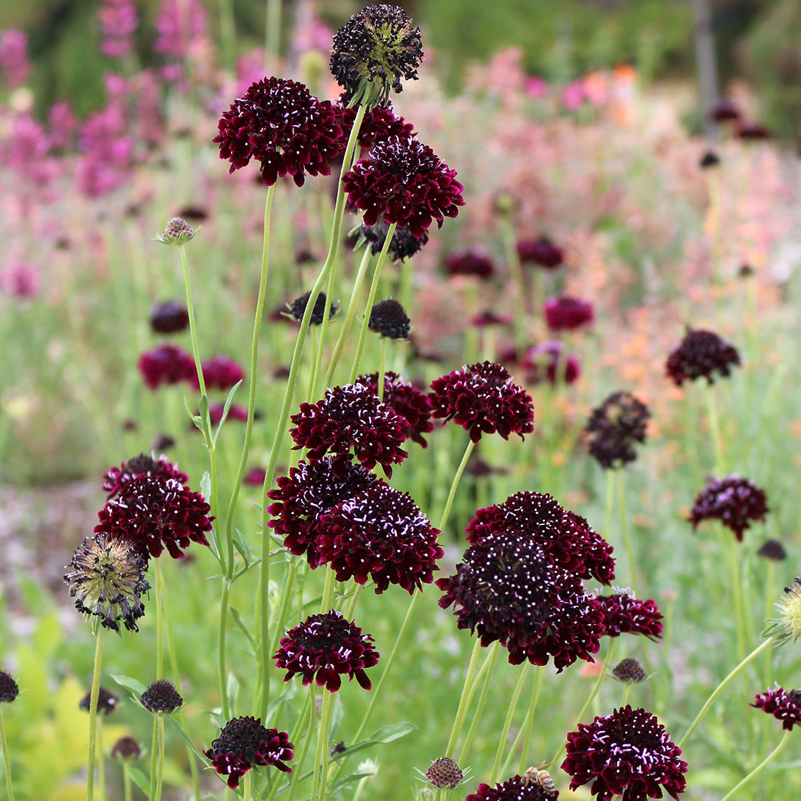 Scabiosa 'Midnight'