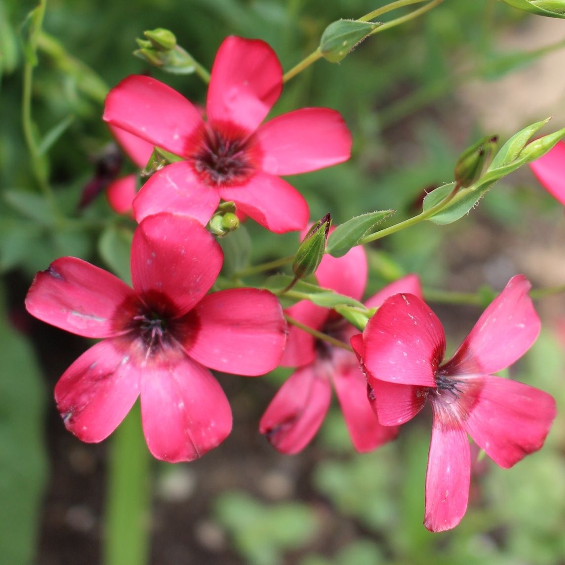 Scarlet Flax