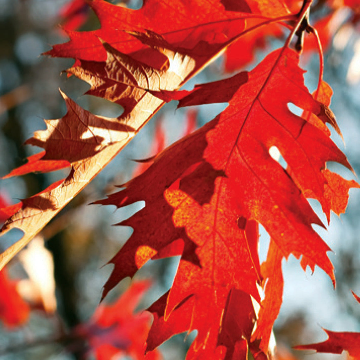 Scarlet Oak