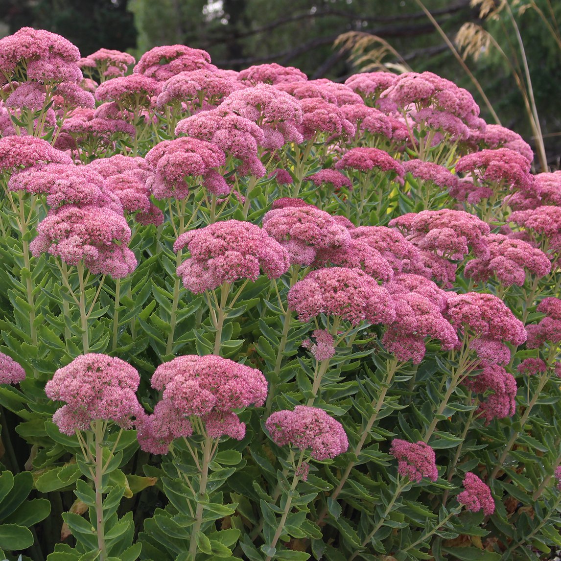 Sedum 'Autumn Joy'