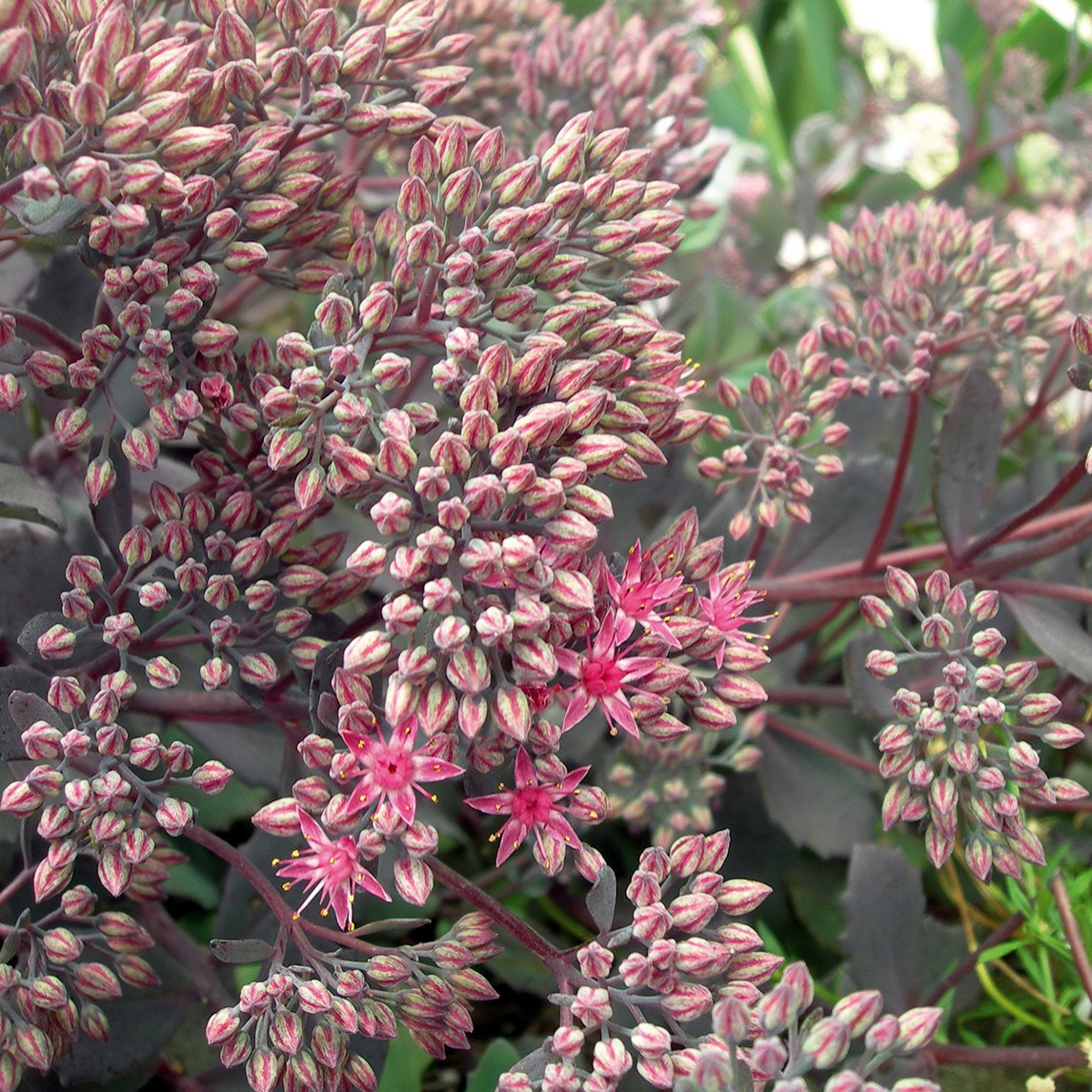 Sedum 'Bertram Anderson'