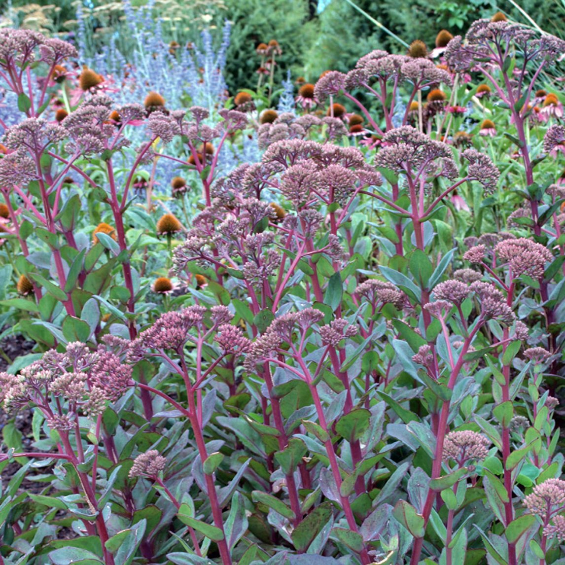 Sedum &#39;Matrona&#39;