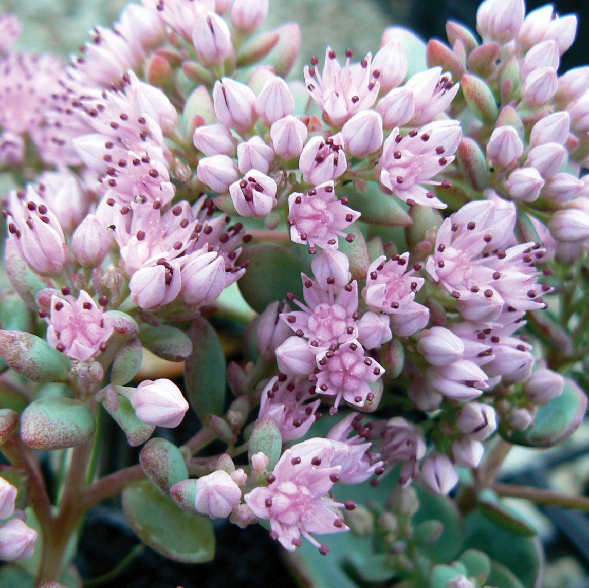 Sedum Sieboldii - The Diggers Club
