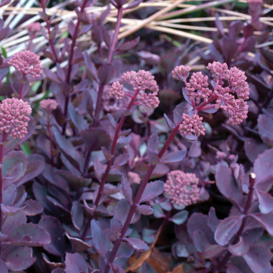 Sedum &#39;Vera Jameson&#39;
