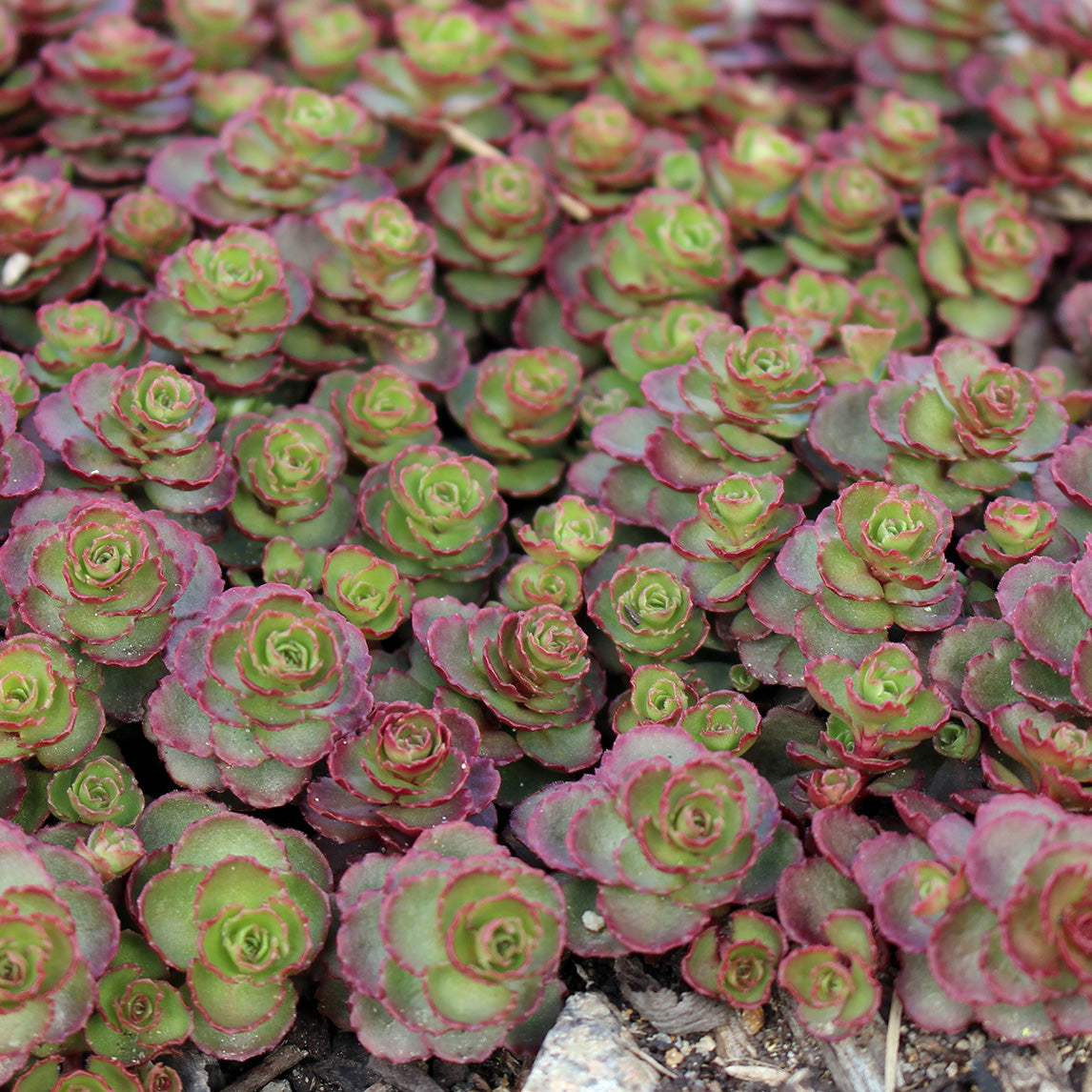 succulent dragon plant Sedum 'Dragon's Blood'