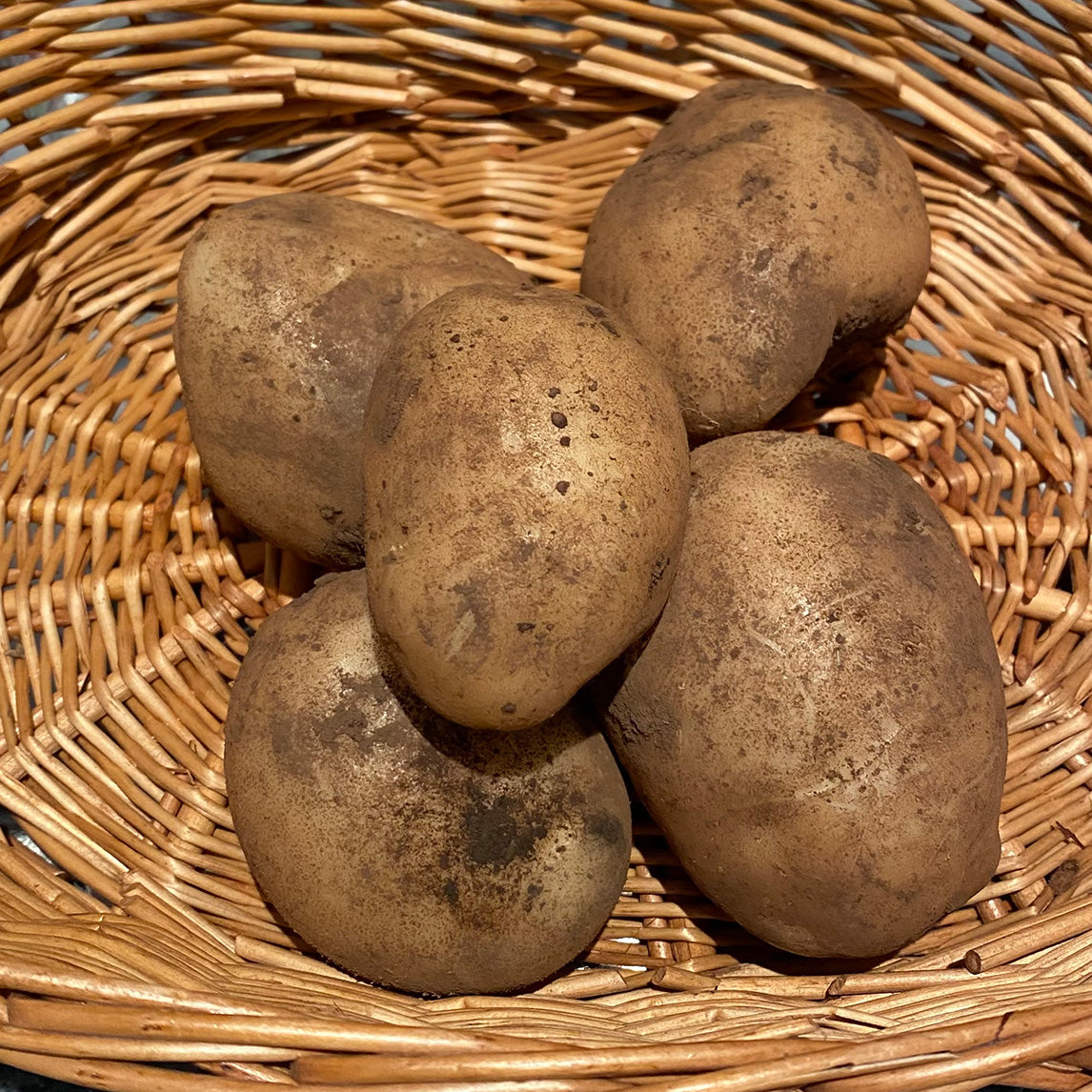 Seed Potato 'Carlingford'