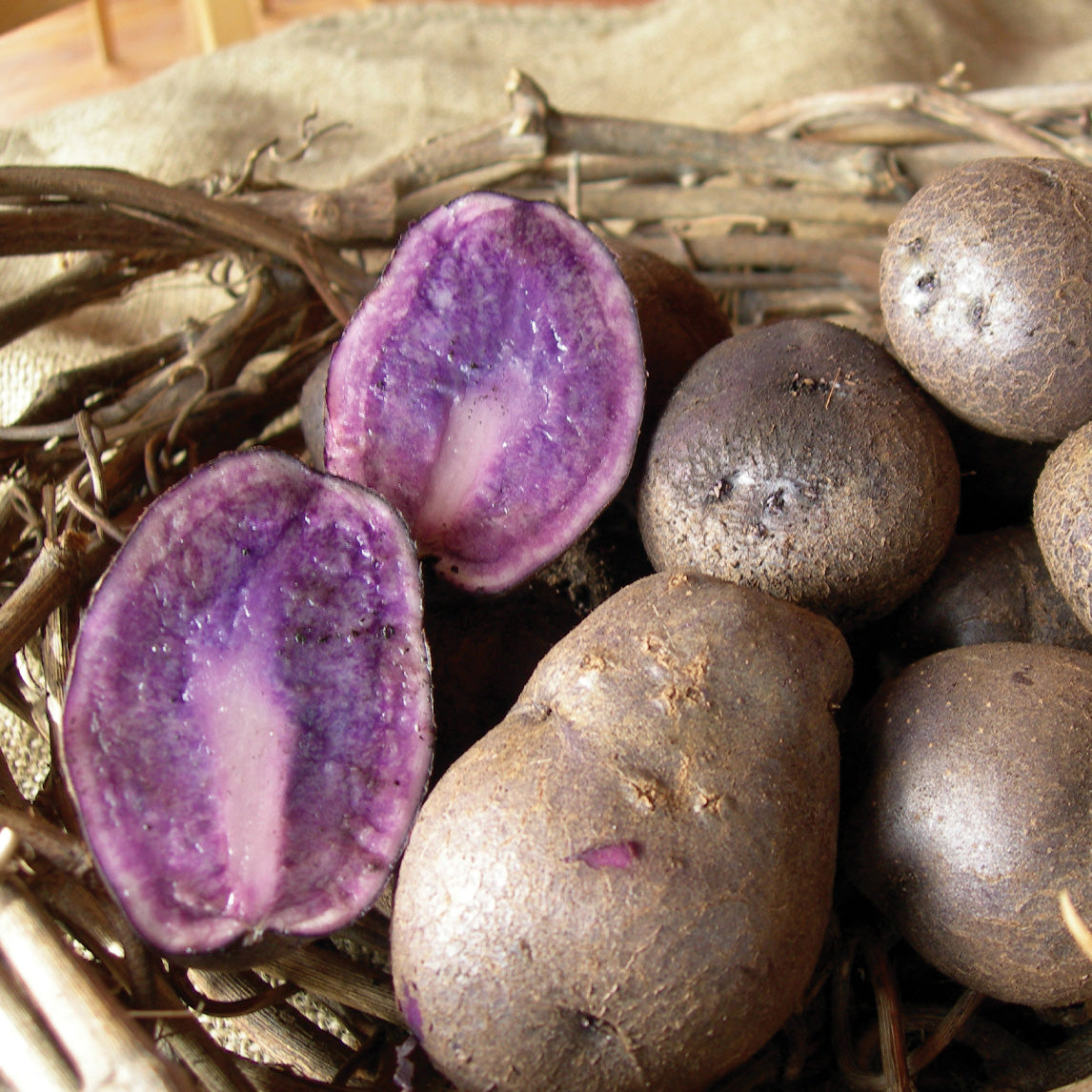 Seed Potato 'Sapphire'