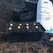 Seedling Punnets x 8