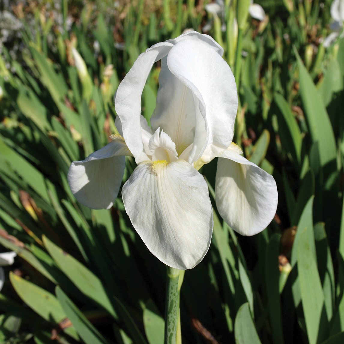 Settlers Iris White (1 Rhizome)