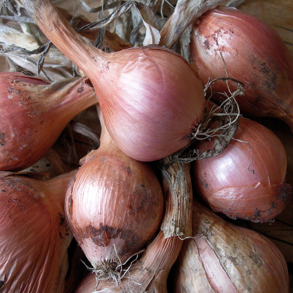 Shallot &#39;Roderique&#39; F1