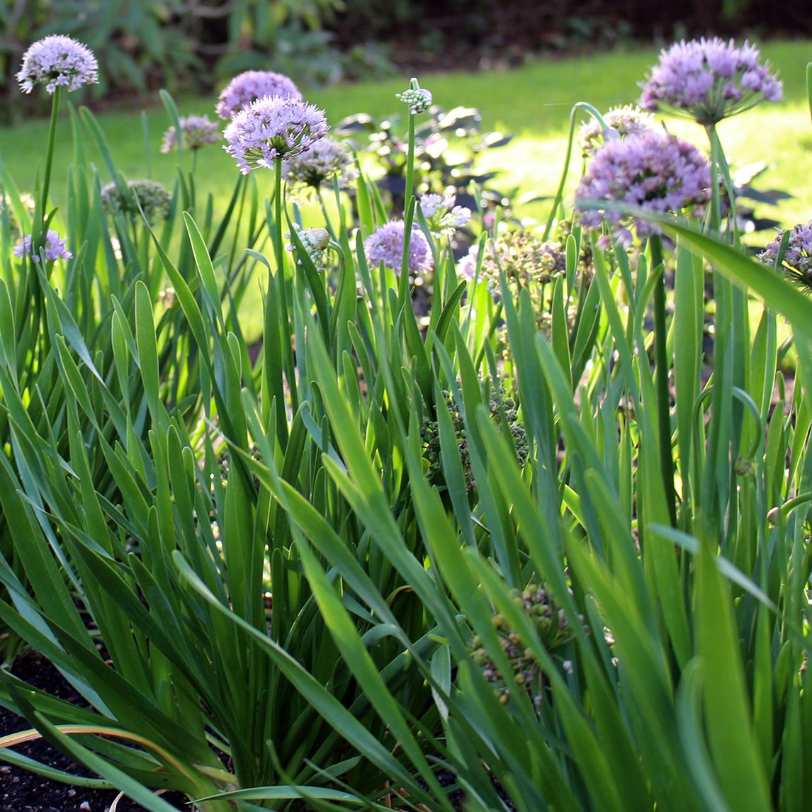 Siberian Chives