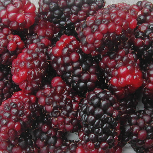 Silvanberry