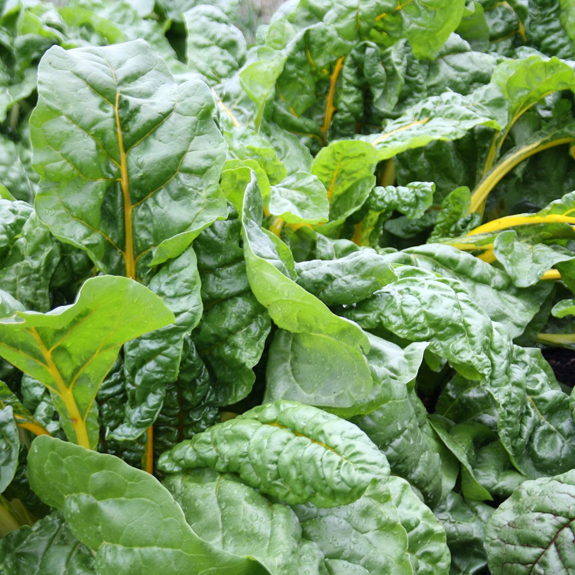 Silverbeet Coloured Culinary Mix (Organic)