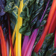 Autumn Gourmet Seed Collection