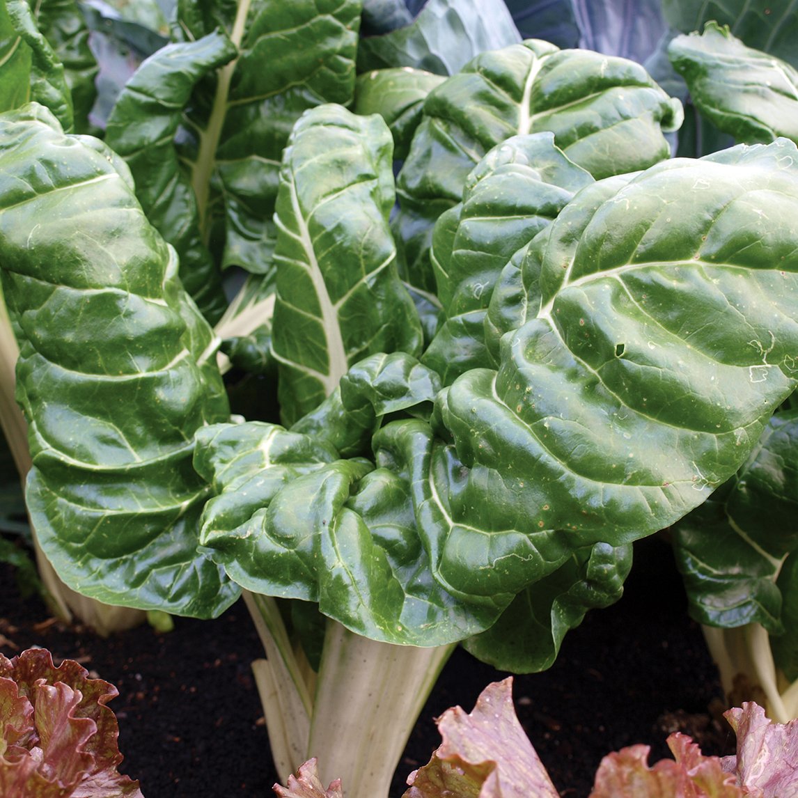 Silverbeet &#39;Fordhook&#39;