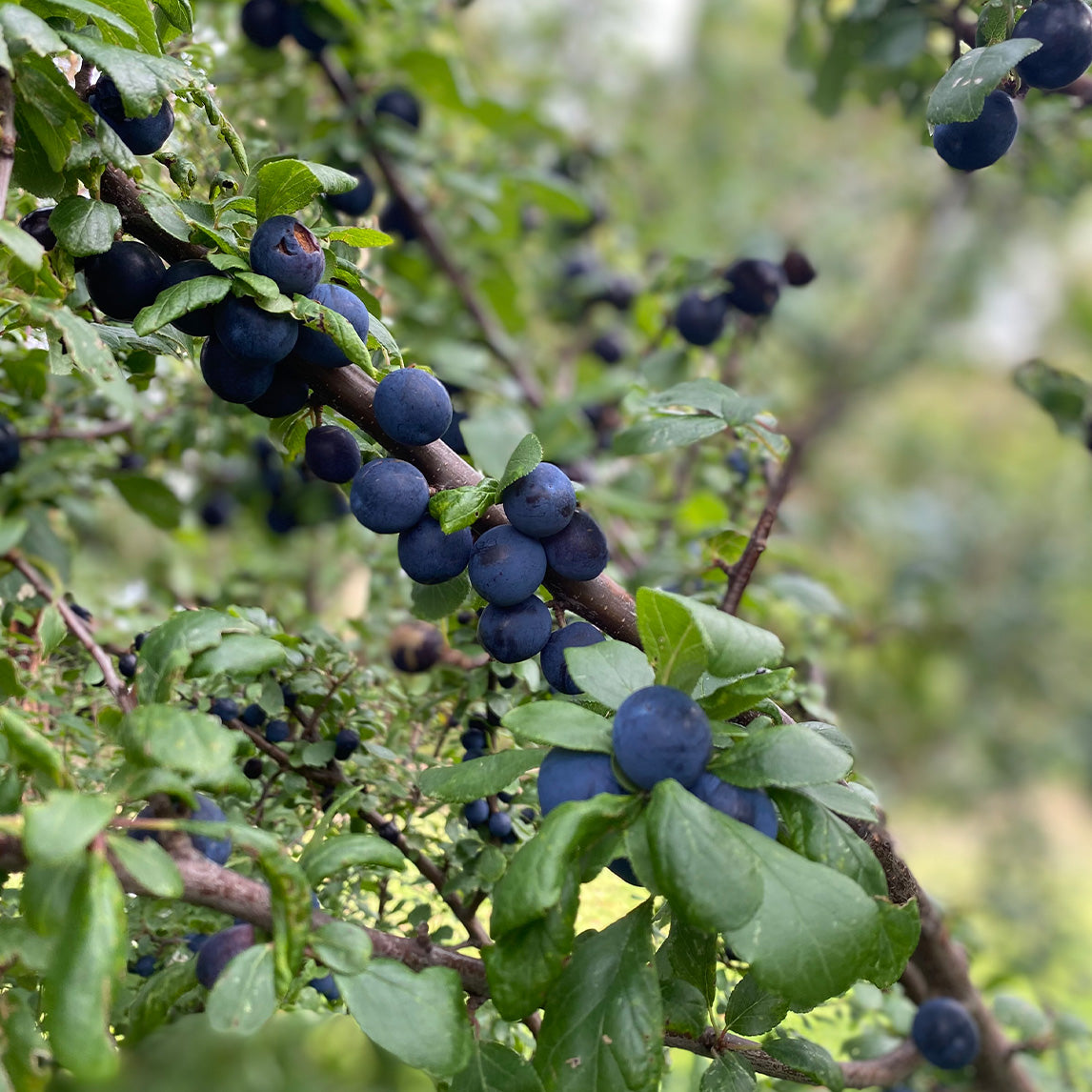 Sloe - Prunus Spinosa