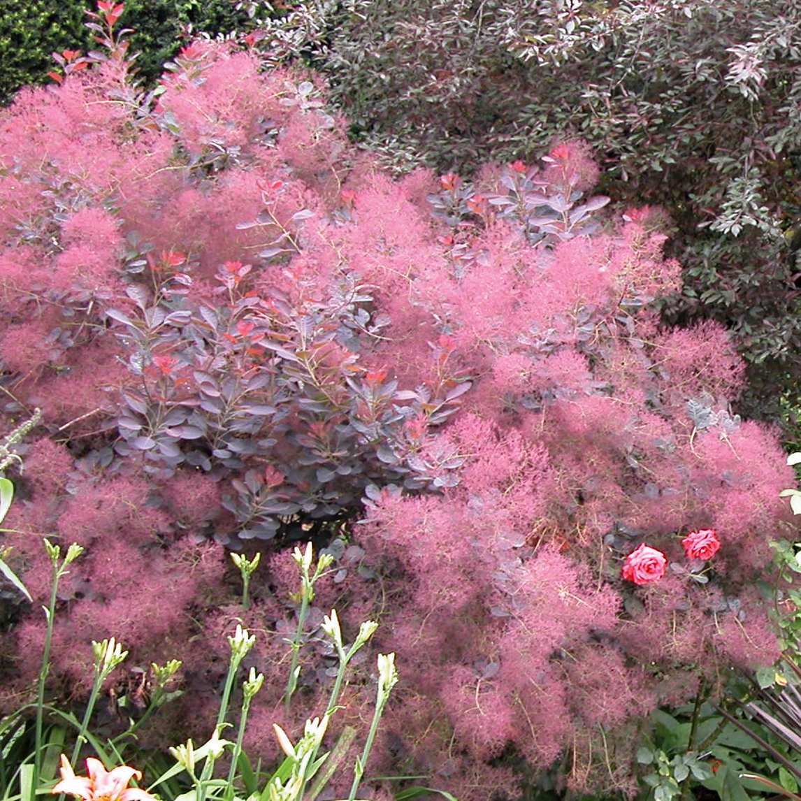 Image of Smokebush purple flower bush