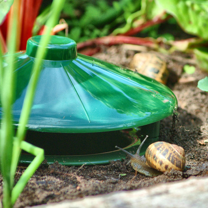 Snail Trap