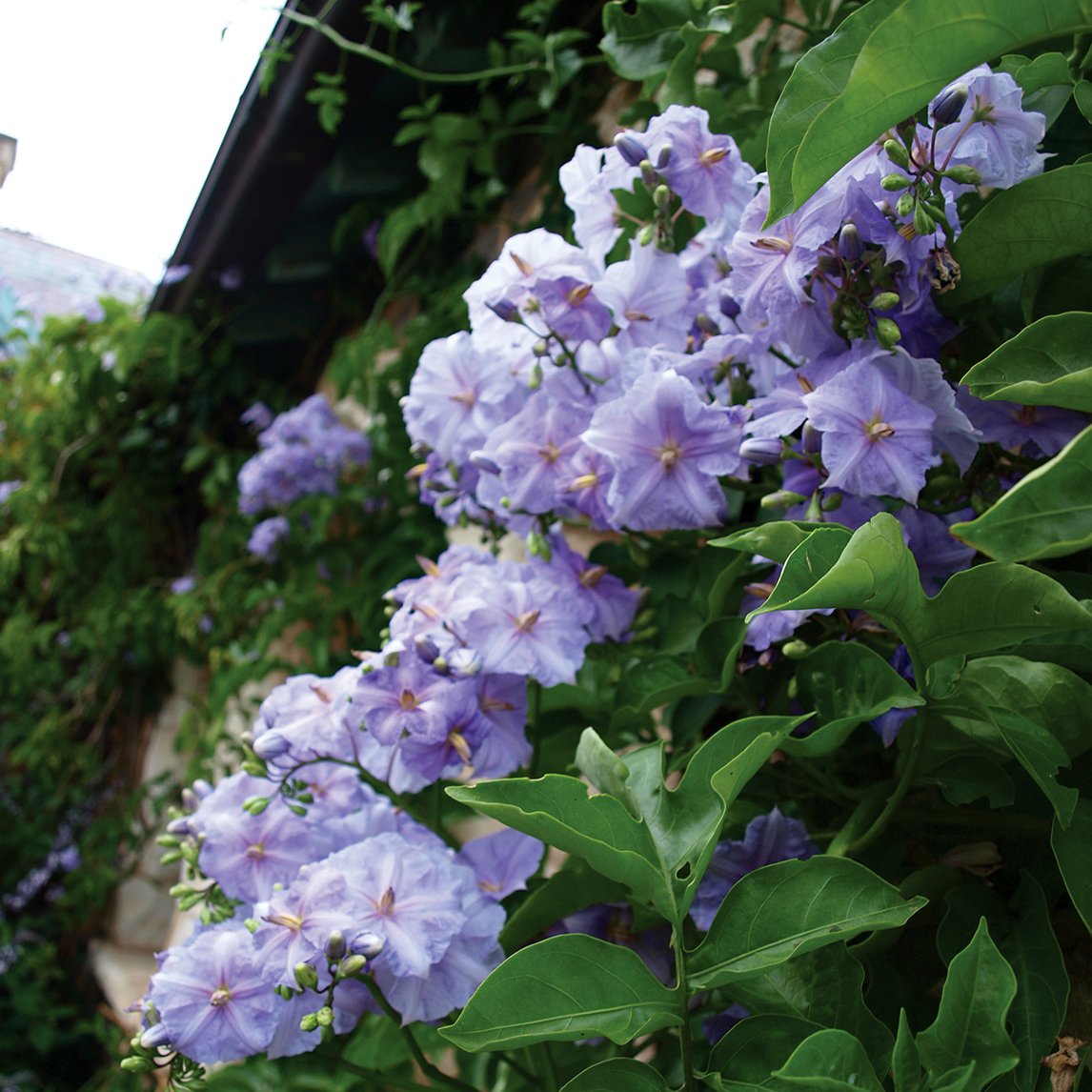 Solanum wendlandii