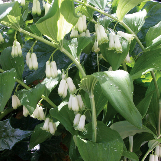 Solomon's Seal