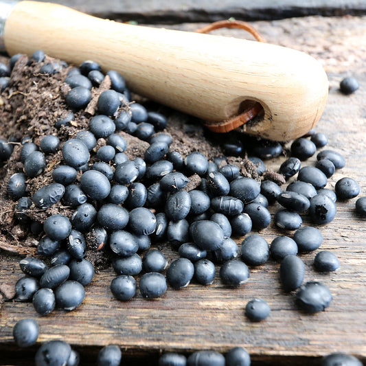 Soy Bean 'Black' (Organic)