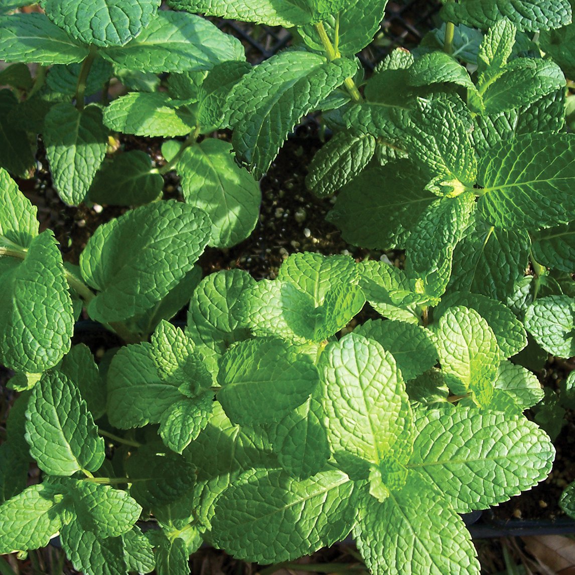 Spearmint &#39;Organic&#39;
