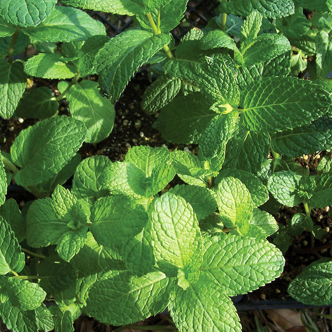 Spearmint &#39;Organic&#39;