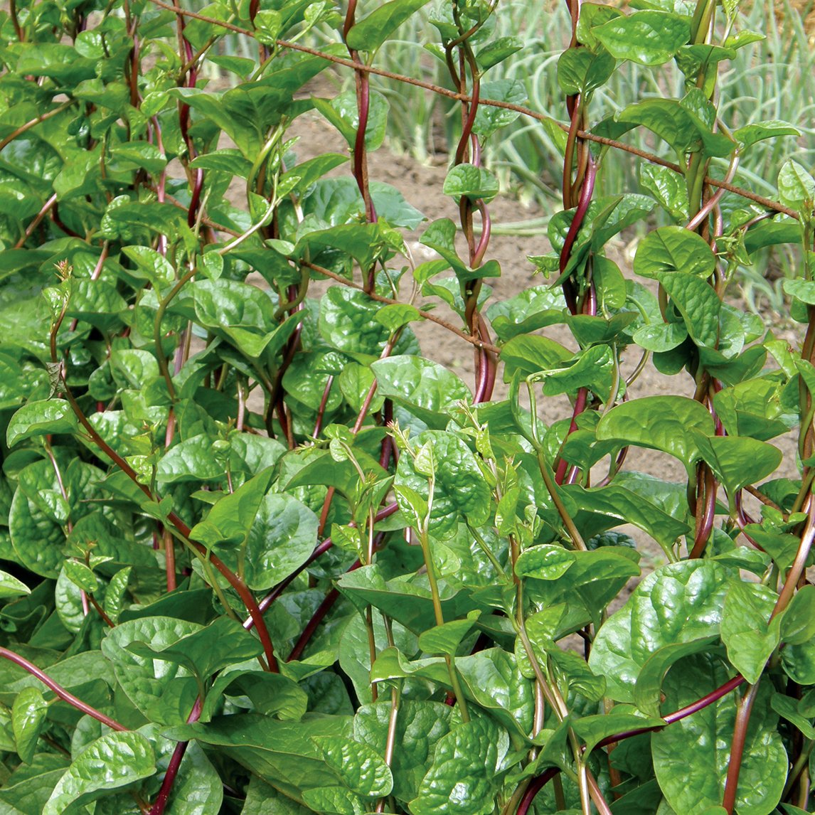 Spinach 'Malabar Red' Climbing