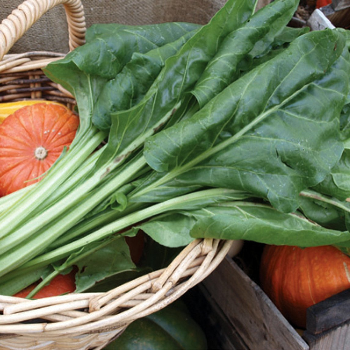 spinach-perpetual-s210