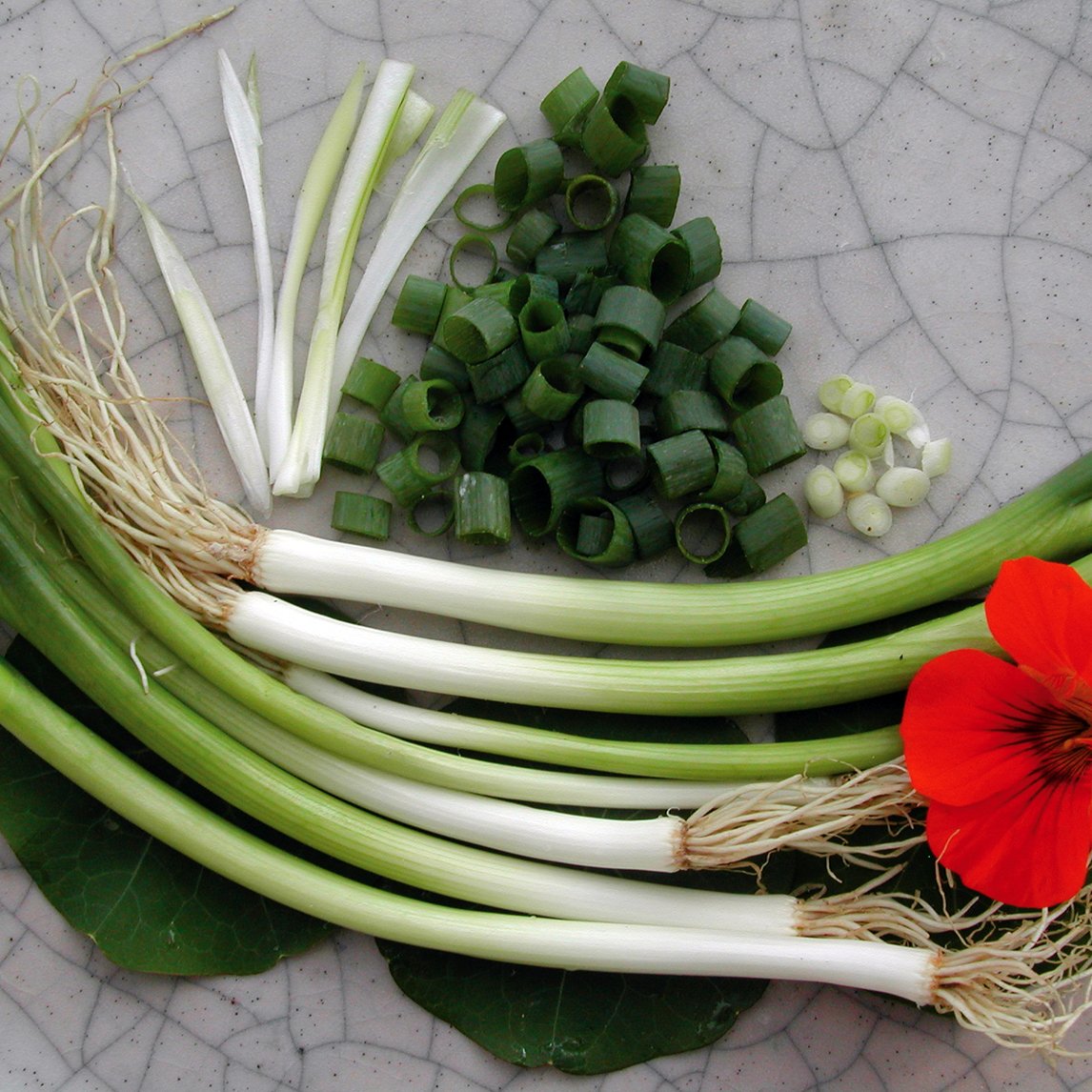 Spring Onion &#39;Evergreen Trident&#39;