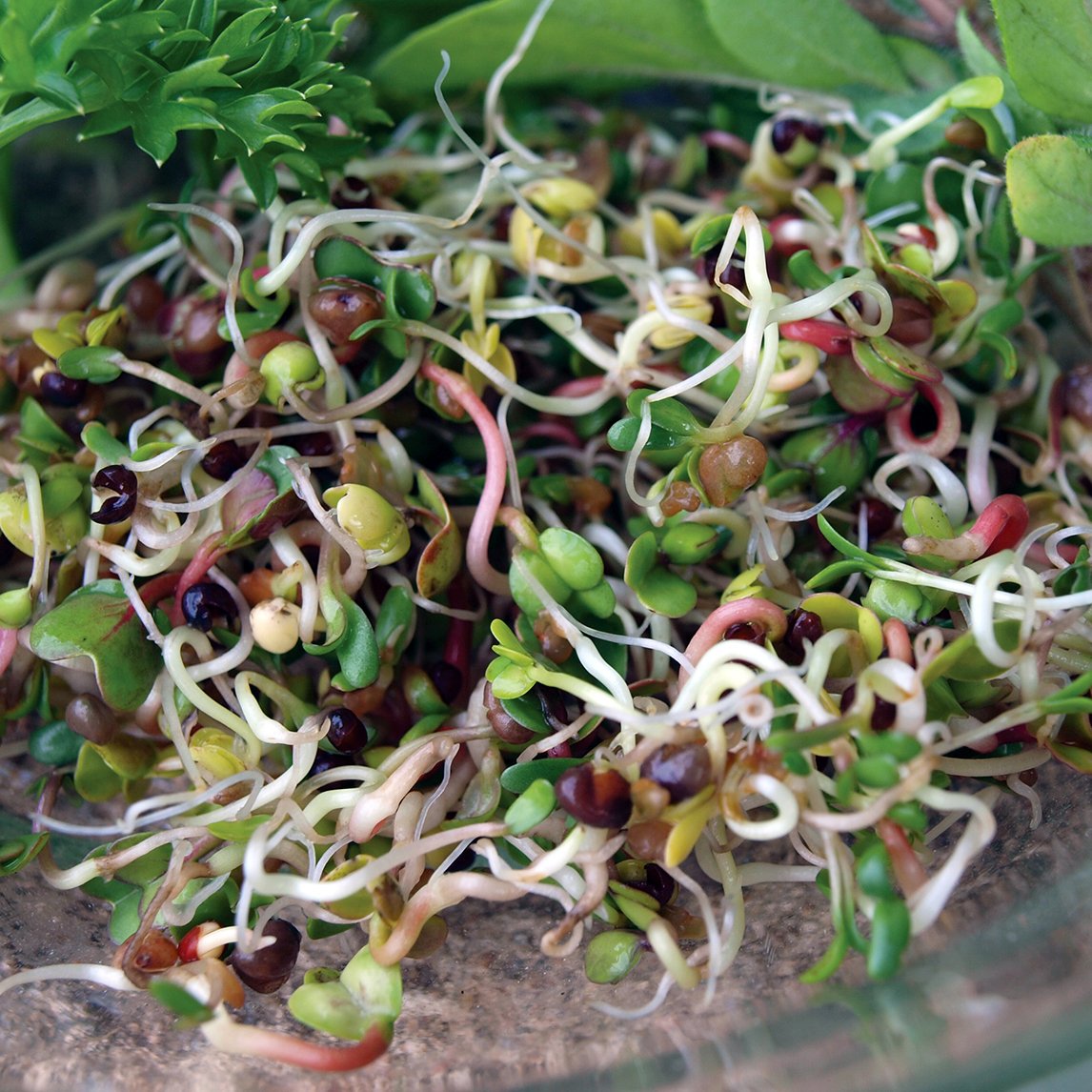 Sprouts Spicy Mix