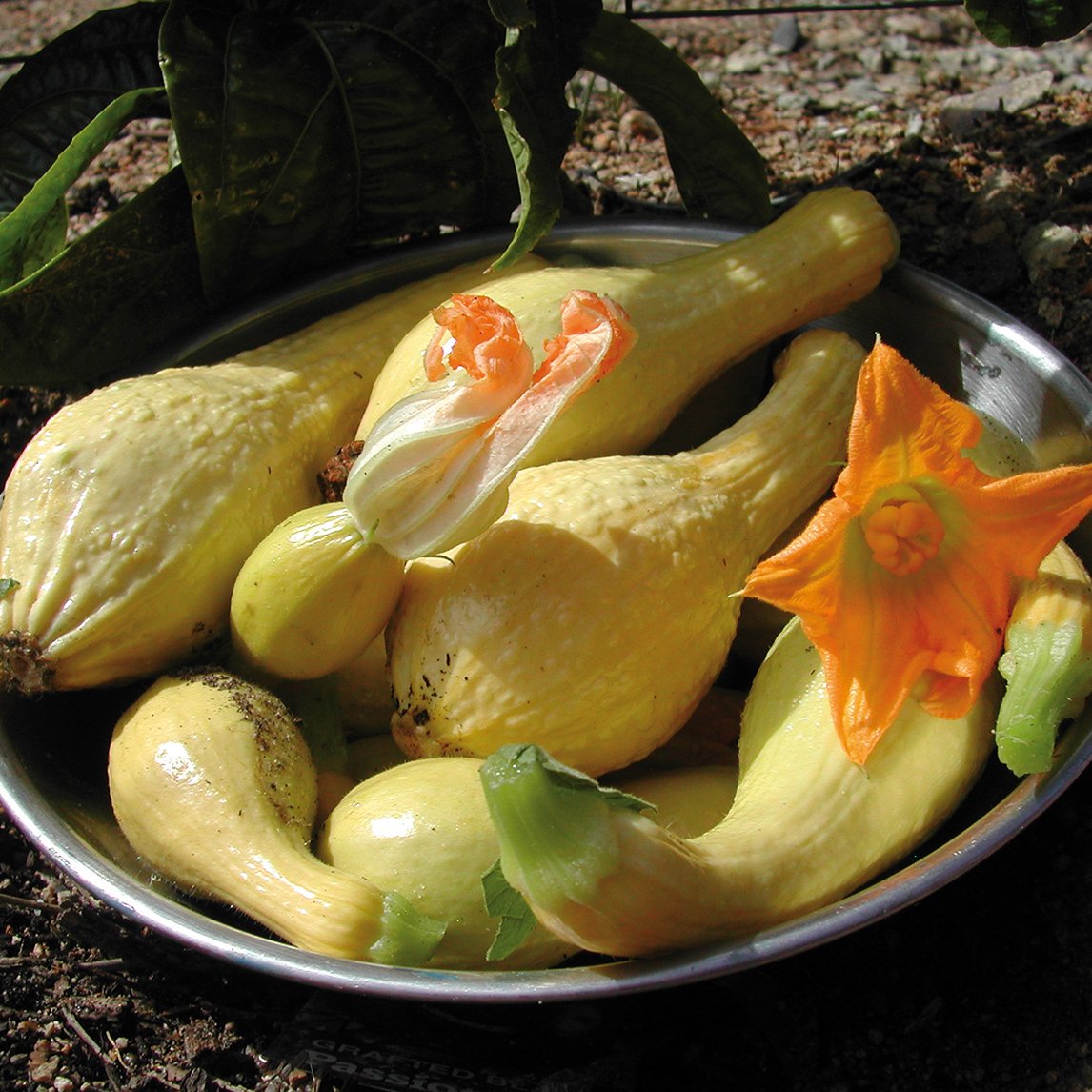 Squash 'Crookneck Early Summer' (Organic)