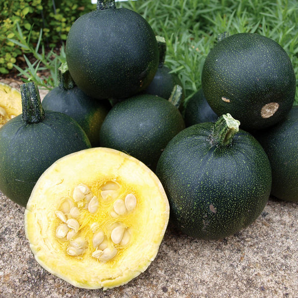 gem squash plants Squash 'Gem'