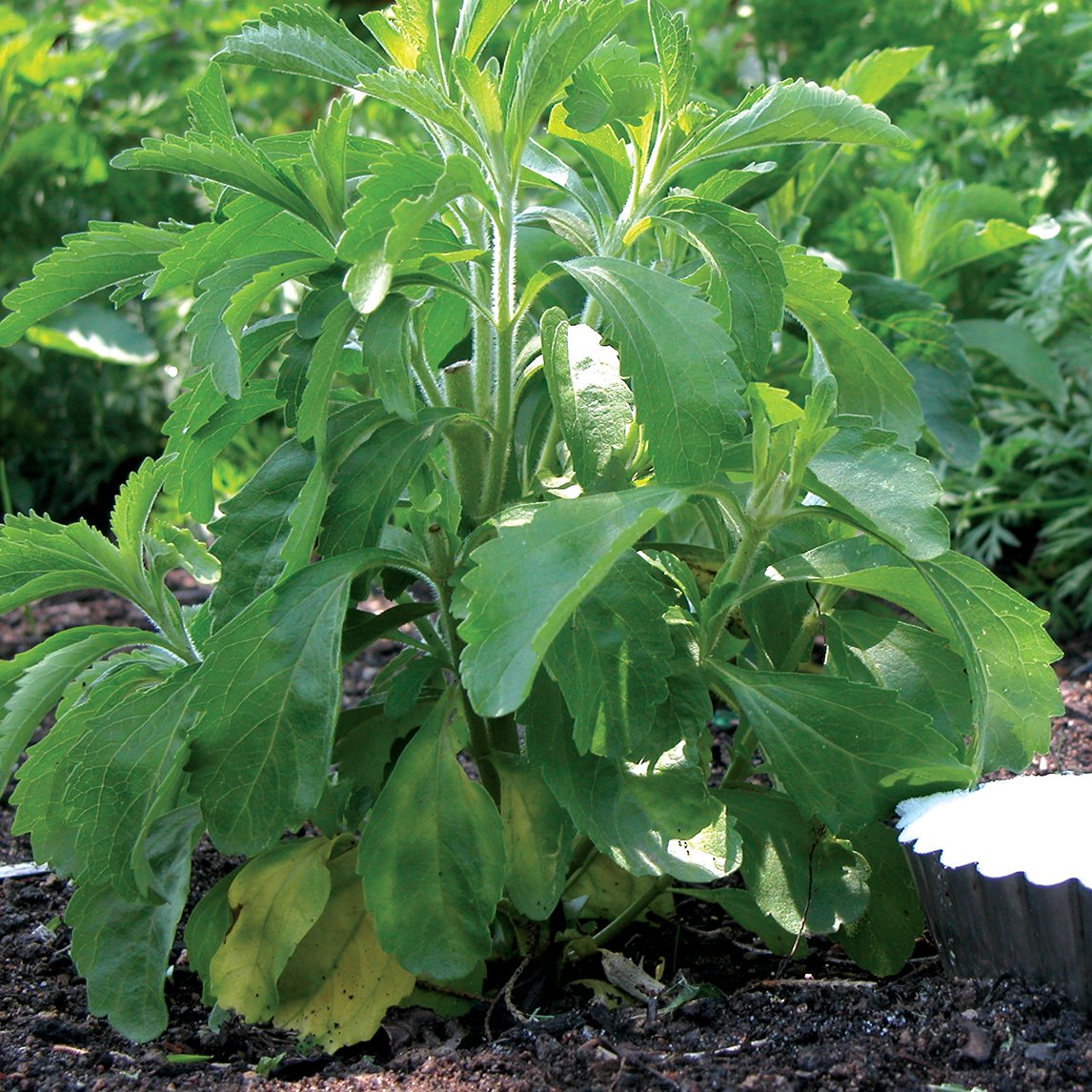 Stevia 'Candy' syn. Sugar Plant