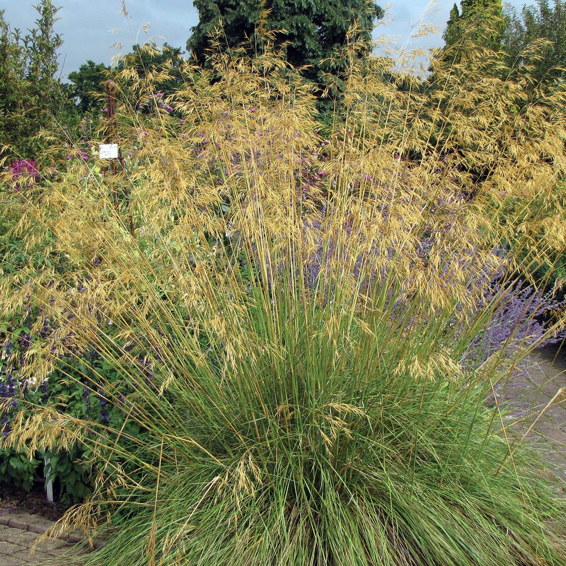 Stipa Gigantea