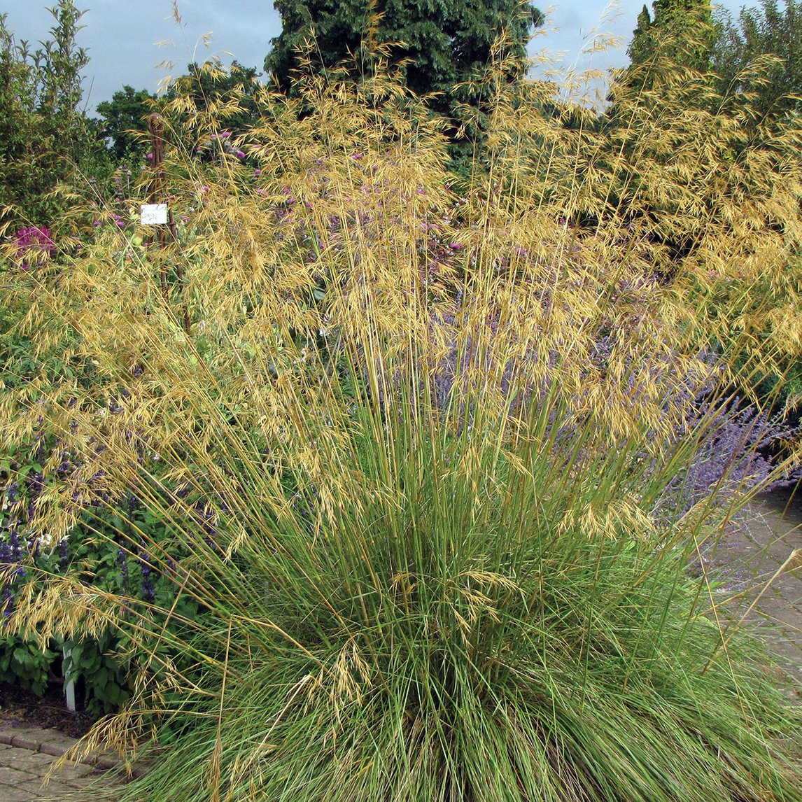 Stipa Gigantea The Diggers Club stipa-gigantea-the-diggers-club