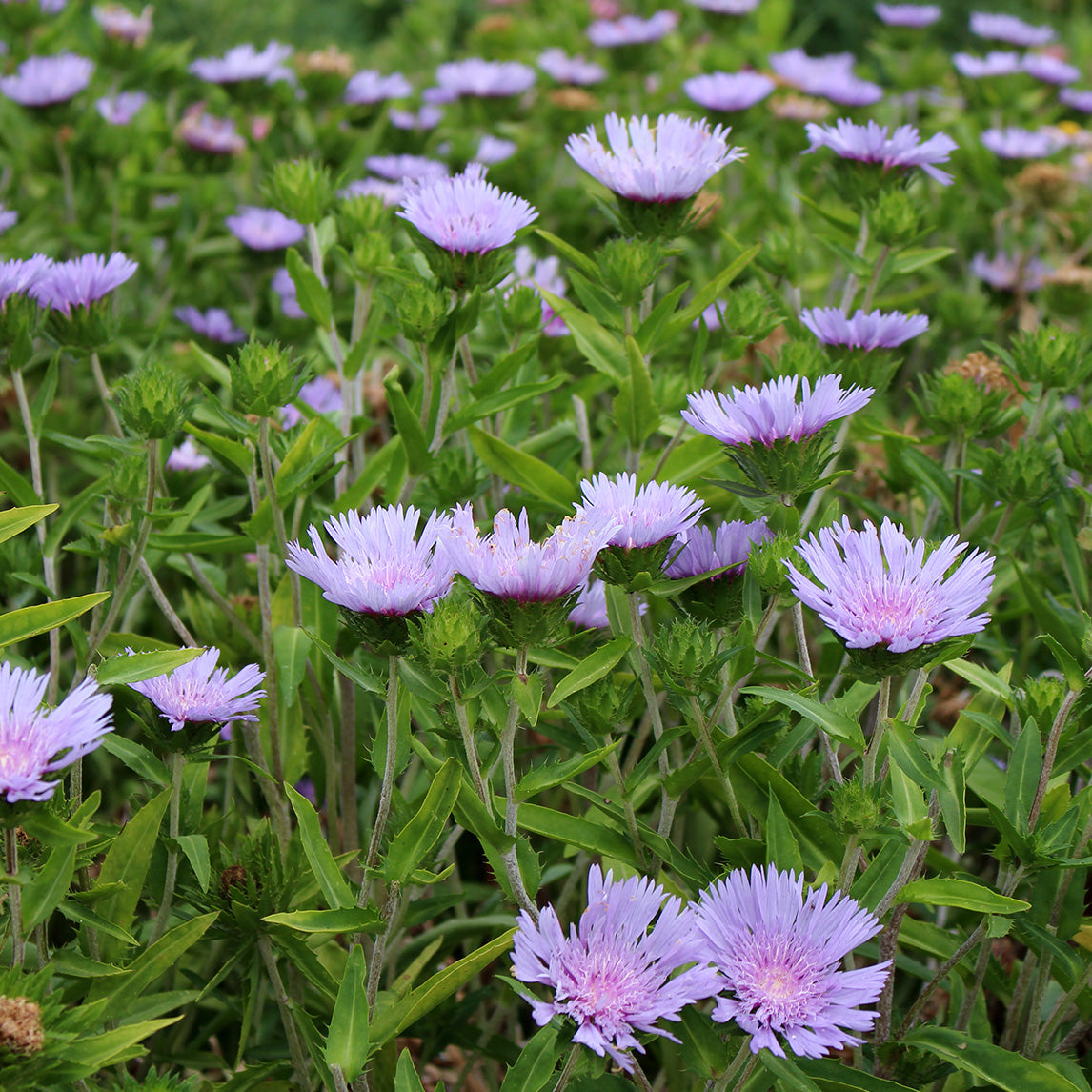 Stokesia 'Blue Star'