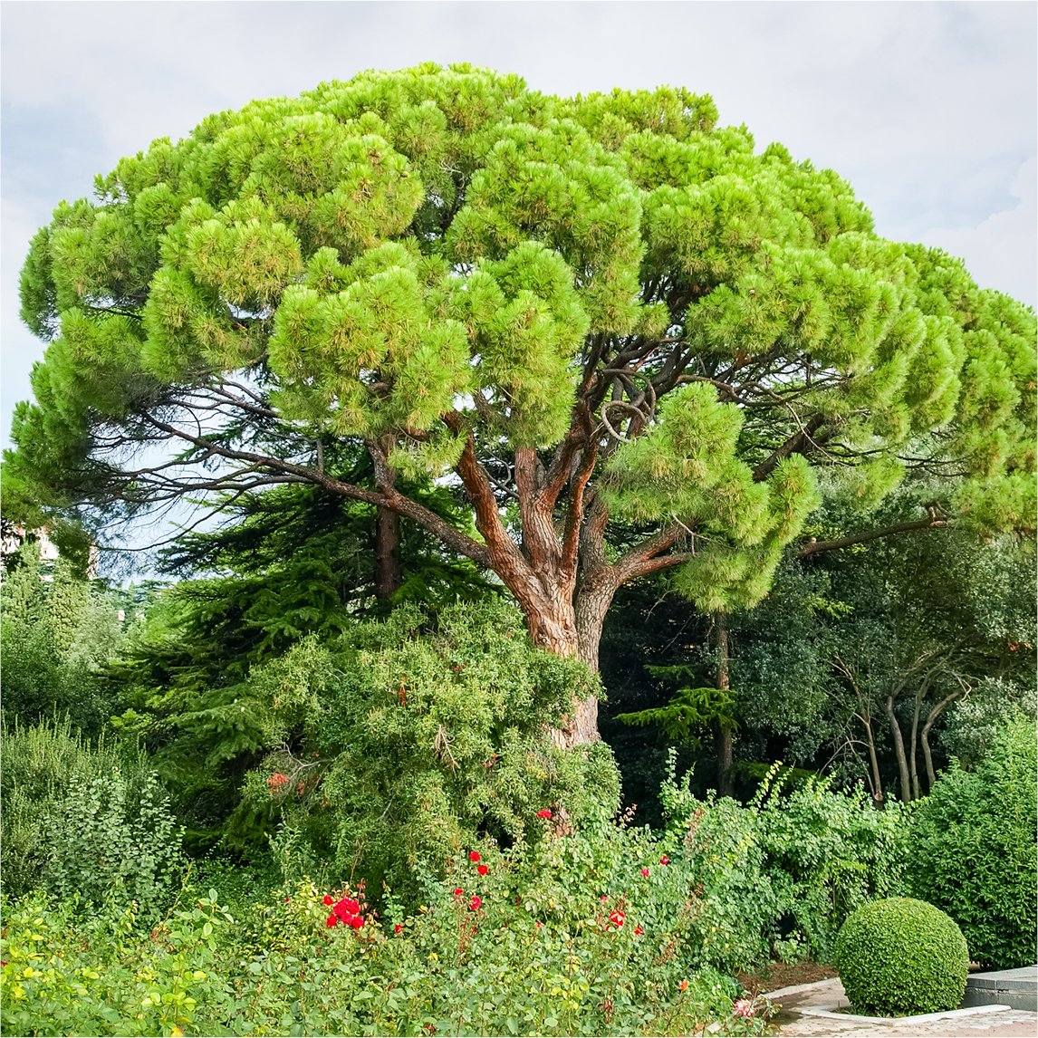 Stone Pine