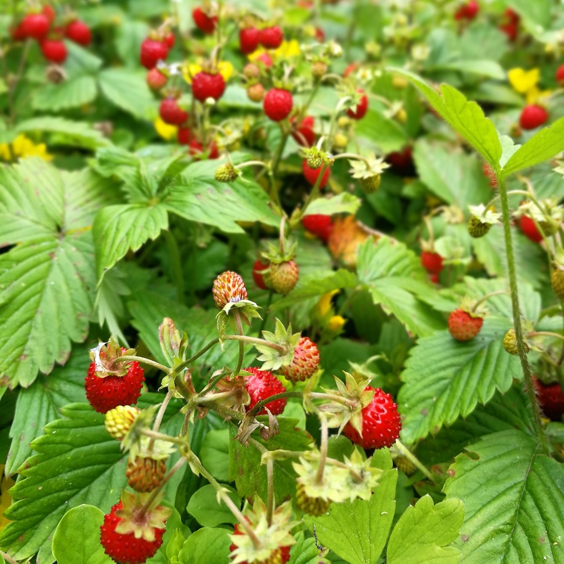 Strawberry &#39;Bush Alpine&#39;