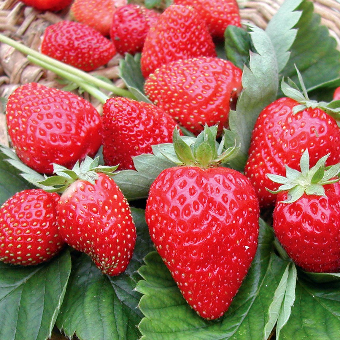 Strawberry &#39;Chandler&#39;