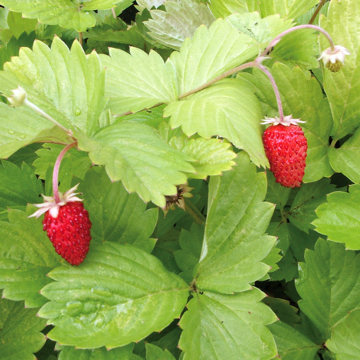 Strawberry 'Gold Leaf'