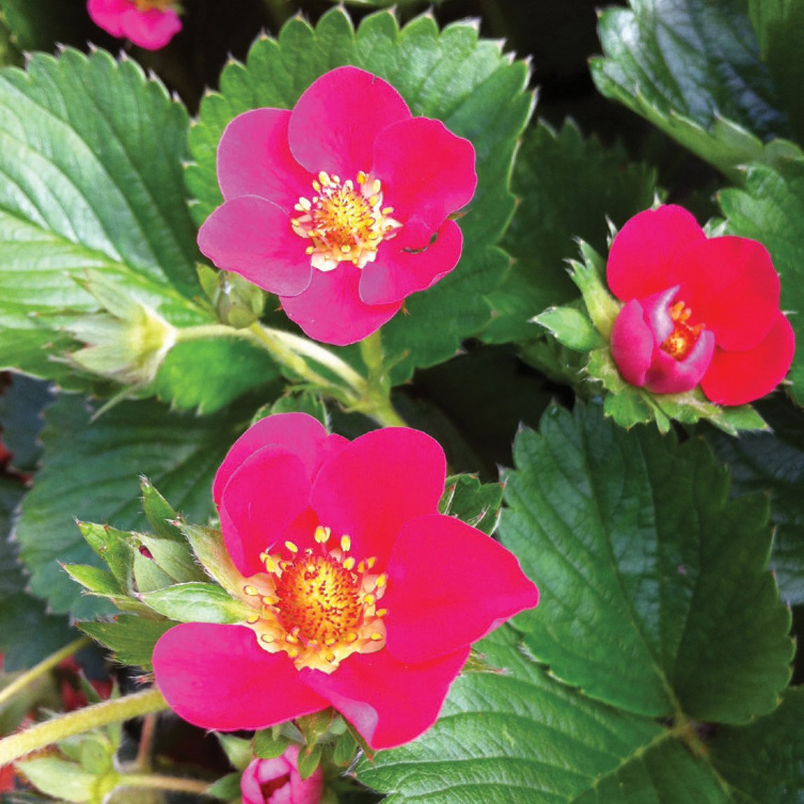 Strawberry &#39;Tarpan&#39;