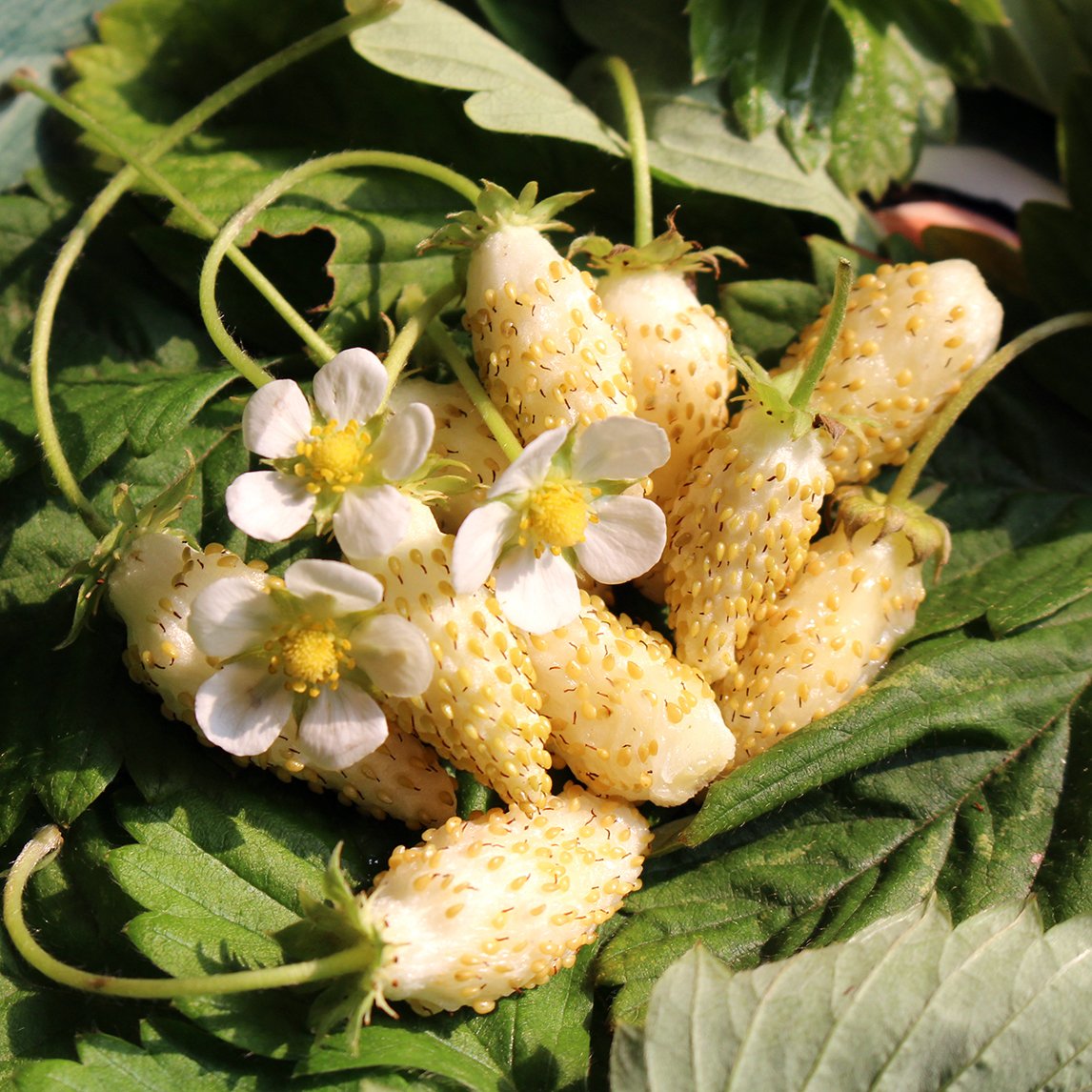 Strawberry 'Yellow Wonder'